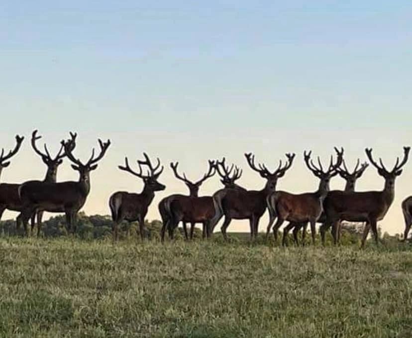 Line of red deer stags along a grassy ridge at dusk beneath a soft evening sky