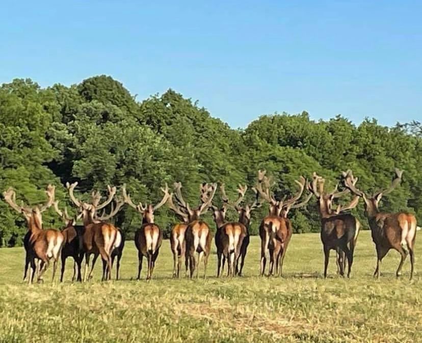 Herd of red deer stags with large velvet antlers standing in a green grassy field