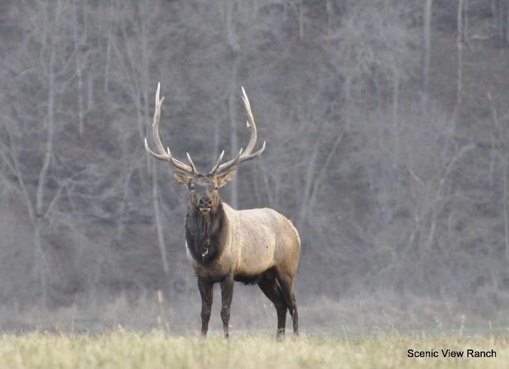 Large bull elk with impressive multi-pointed antlers standing in an open grassy field
